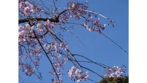 🌸桜の見納め🌸