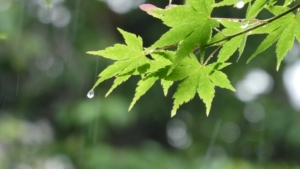 梅雨が来る前に干そう🌂